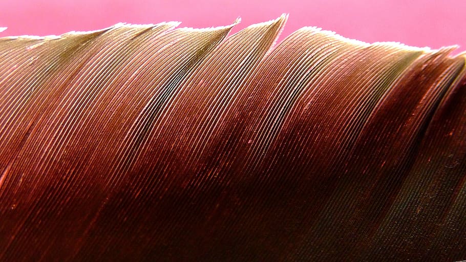 feather, plumage, bird, close, nature, shimmer, animal world HD wallpaper