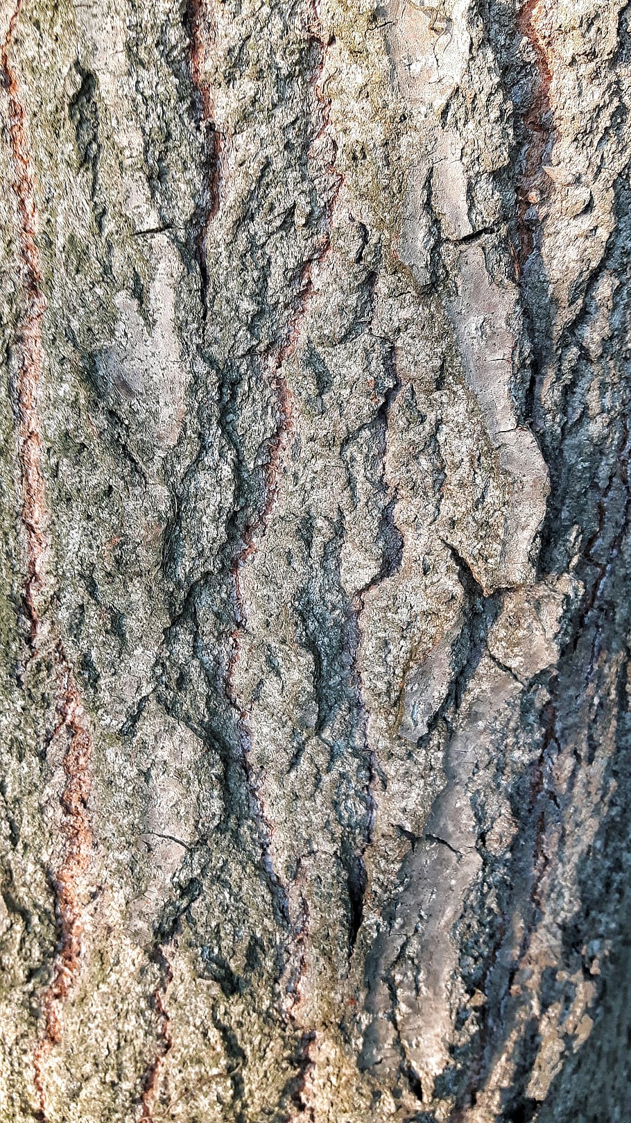 plant, texture, bark, tree, wood, full frame, backgrounds, textured HD wallpaper
