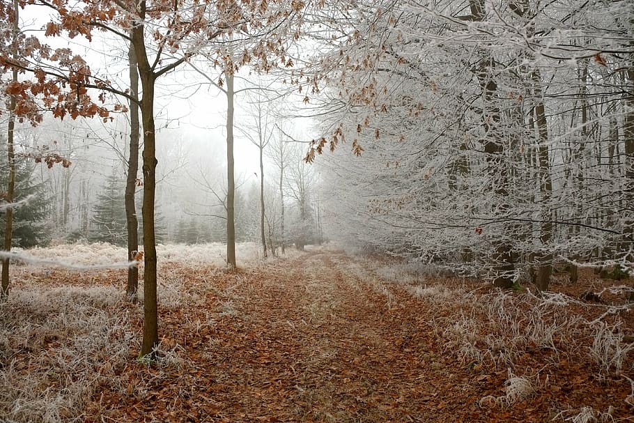 brown grass and white trees photography, forest path, winter HD wallpaper