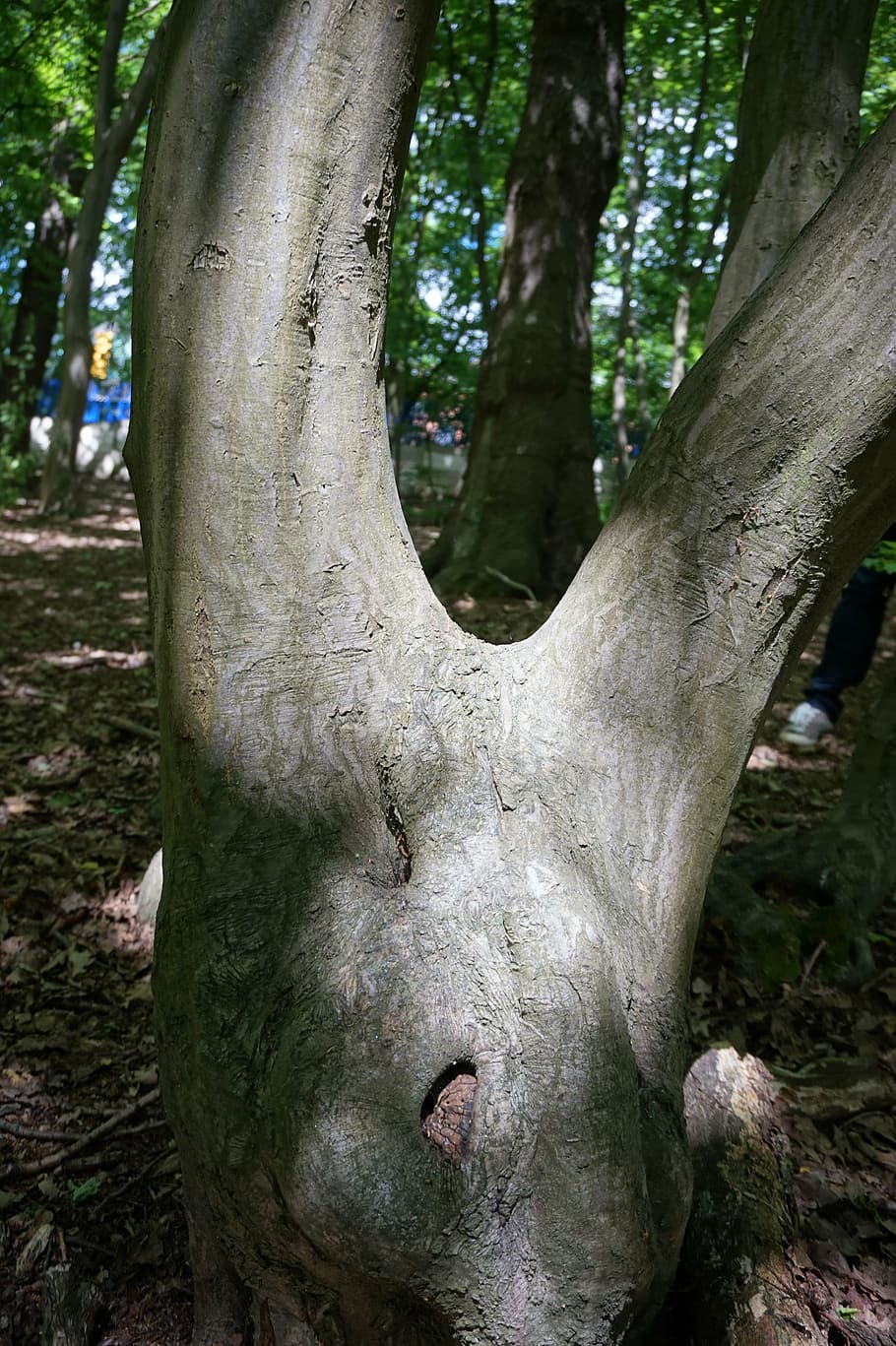 tree, trunk, v shape, green, nature, park, tree bark, forest HD wallpaper