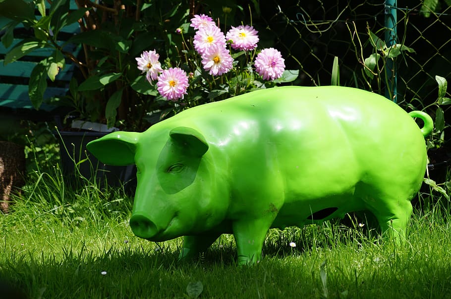 pig, green, nature, grass, plant, green color, field, no people, HD wallpaper