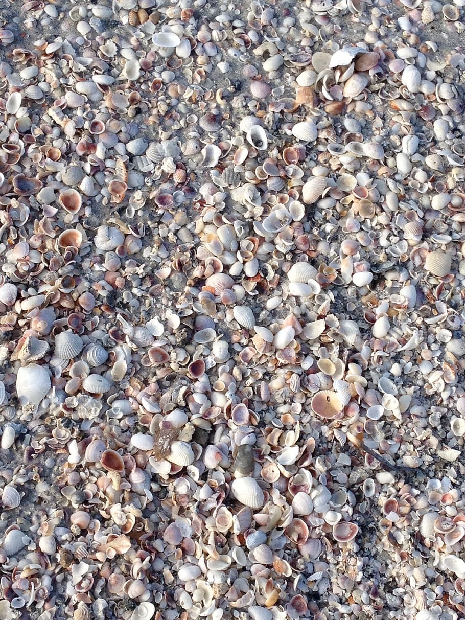shells, seashore, beach, vacation, seashell, ocean, holiday HD wallpaper