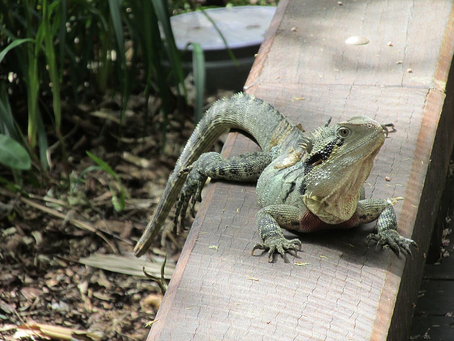 lizard, relax, forest, animal themes, reptile, vertebrate, animal wildlife HD wallpaper