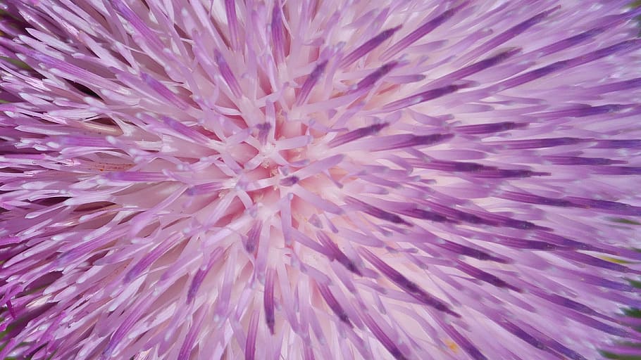 purple digital wallpaper, Wall Paper, Cover Photo, design, macro, HD wallpaper