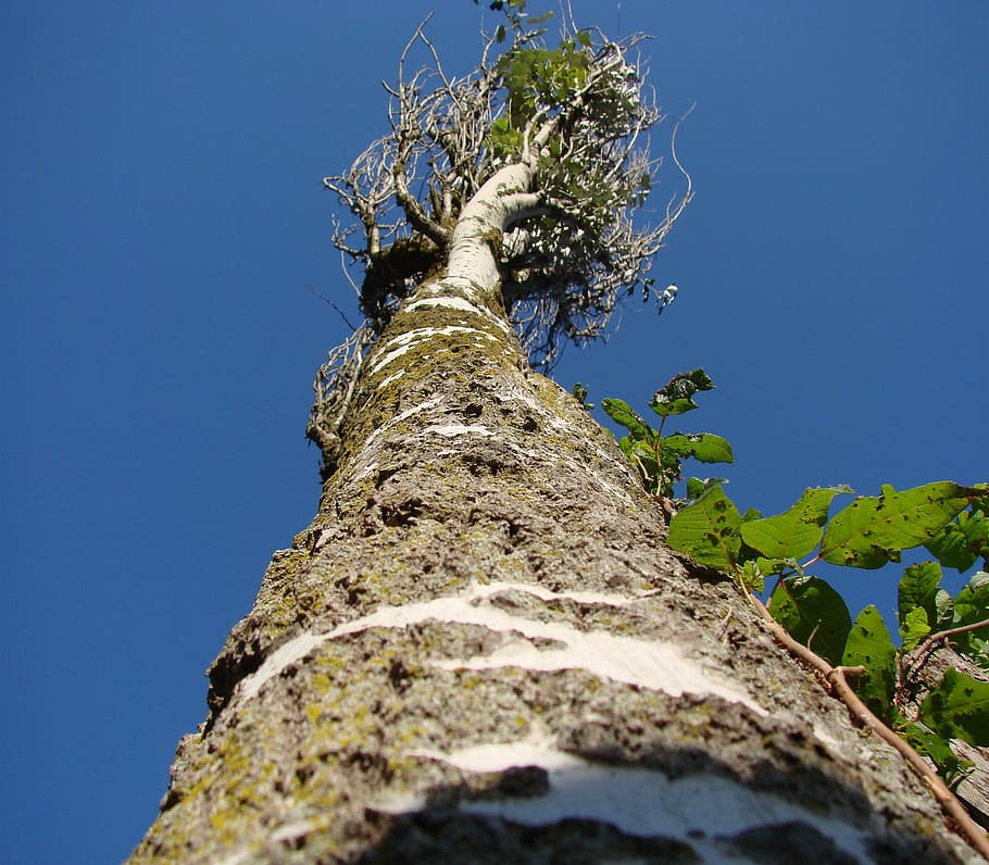 tree, trunk, sky, perspective, blue, landscape, nature, low angle view HD wallpaper