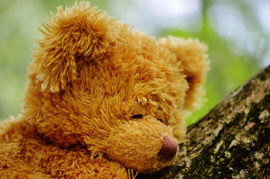 bear, bears, stuffed animal, teddy, cute, sweet, funny, plush, HD wallpaper