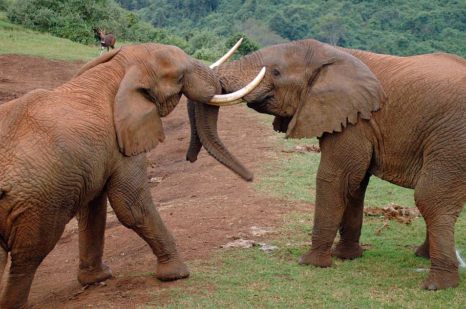 elephants, africa, aberdare park, kenya, animal, animal themes, HD wallpaper