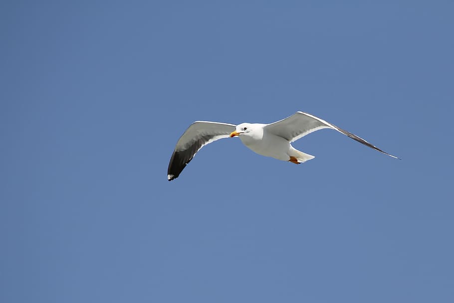 seagull, flight, bird, wing, sky, animal wildlife, animals in the wild HD wallpaper