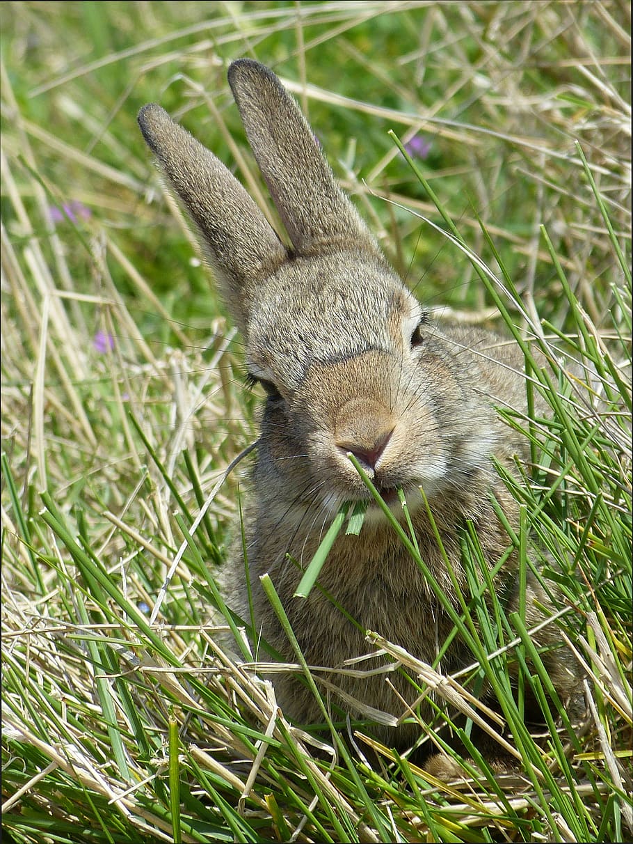 wild rabbits, nager, animal themes, grass, one animal, mammal HD wallpaper