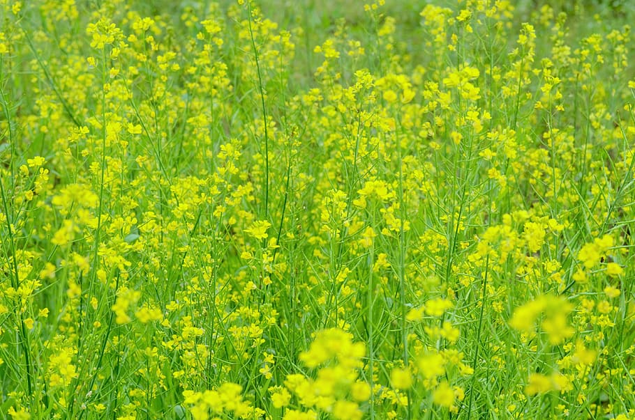 flower, withdrawal, green, yellow, plant, beauty in nature HD wallpaper