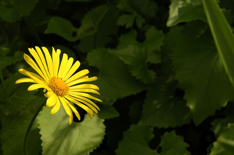 flower, plant, nature, green, yellow, closeup, flowering plant HD wallpaper
