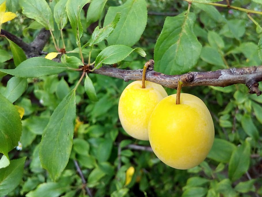 plum, fruit, immature, shades, summer, harvest, garden, leaf HD wallpaper