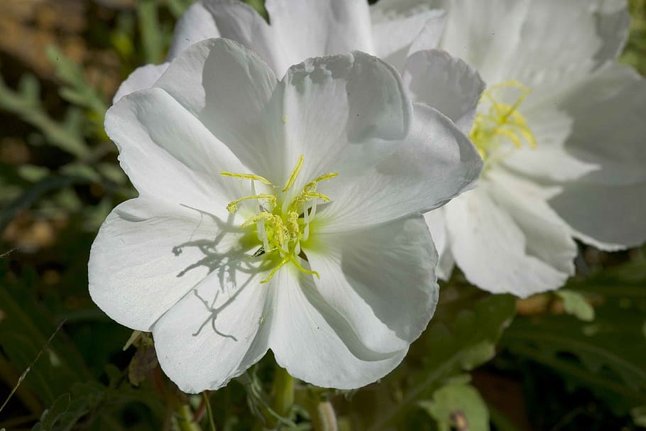 desert flowers, white, bloom, nature, floral, outdoors, blossom HD wallpaper