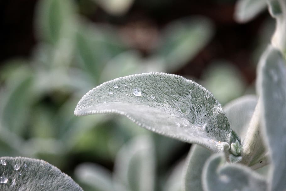 drip, leaf, silver, wet, summer, plant part, growth, close-up HD wallpaper