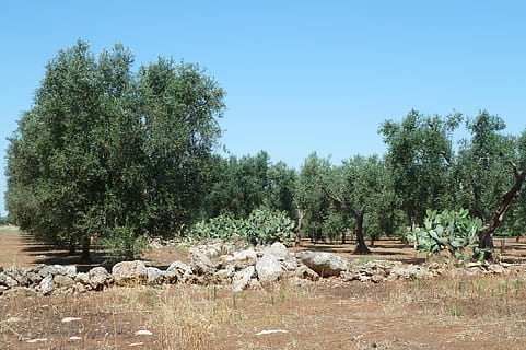 olive, puglia, salento, tree, plant, day, sky, no people, growth HD wallpaper