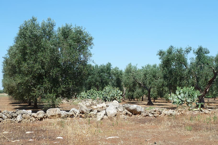 olive, puglia, salento, tree, plant, day, sky, no people, growth HD wallpaper