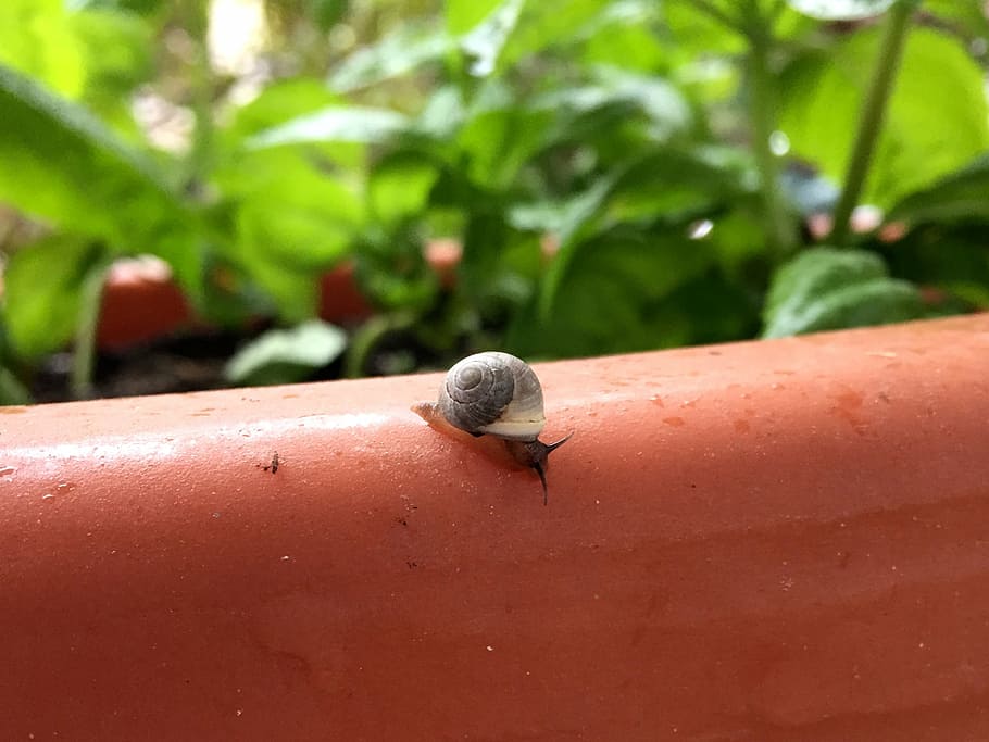 snail, garden, nature, shell, gastropod, snail-shell, wildlife HD wallpaper