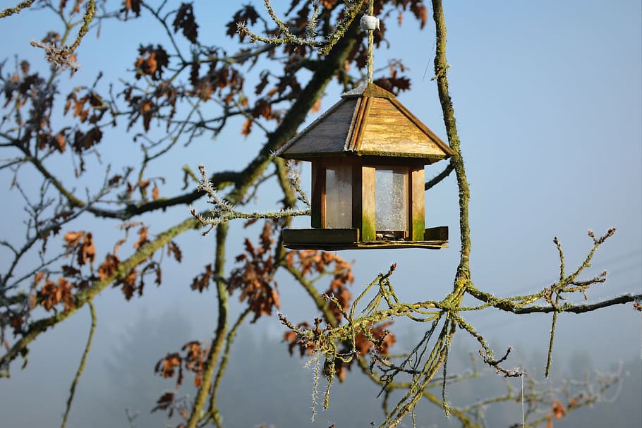 cold, crib, winter, nature, frost, house, birdhouse, wood - Material HD wallpaper