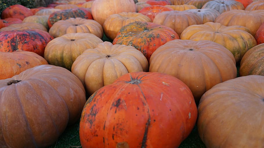 pumpkin, fall, autumn, orange, halloween, holiday, thanksgiving HD wallpaper