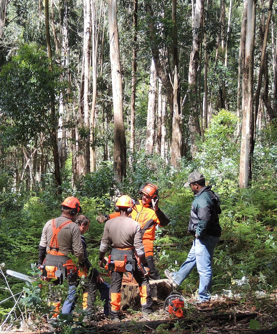 loggers, chainsaw, forest, work, timber, tree, plant, men, group of people HD wallpaper
