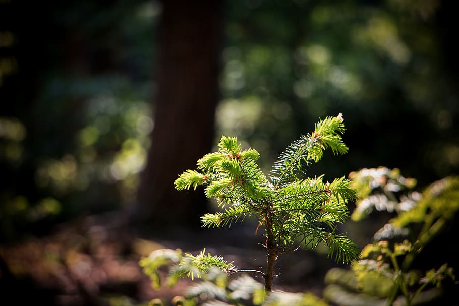 forest, nature, green, plant, growth, green color, beauty in nature HD wallpaper