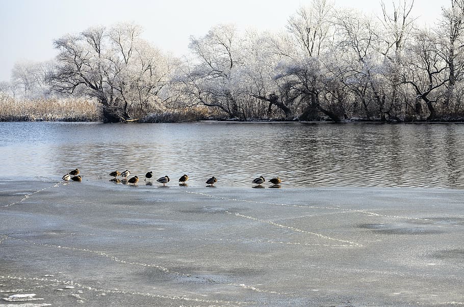 winter, river, bird, nature, water, fauna, cold, waterfront HD wallpaper