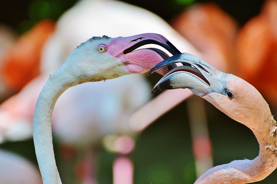 Flamingo, Bird, Pink, Plumage, bill, feather, birds, animal HD wallpaper