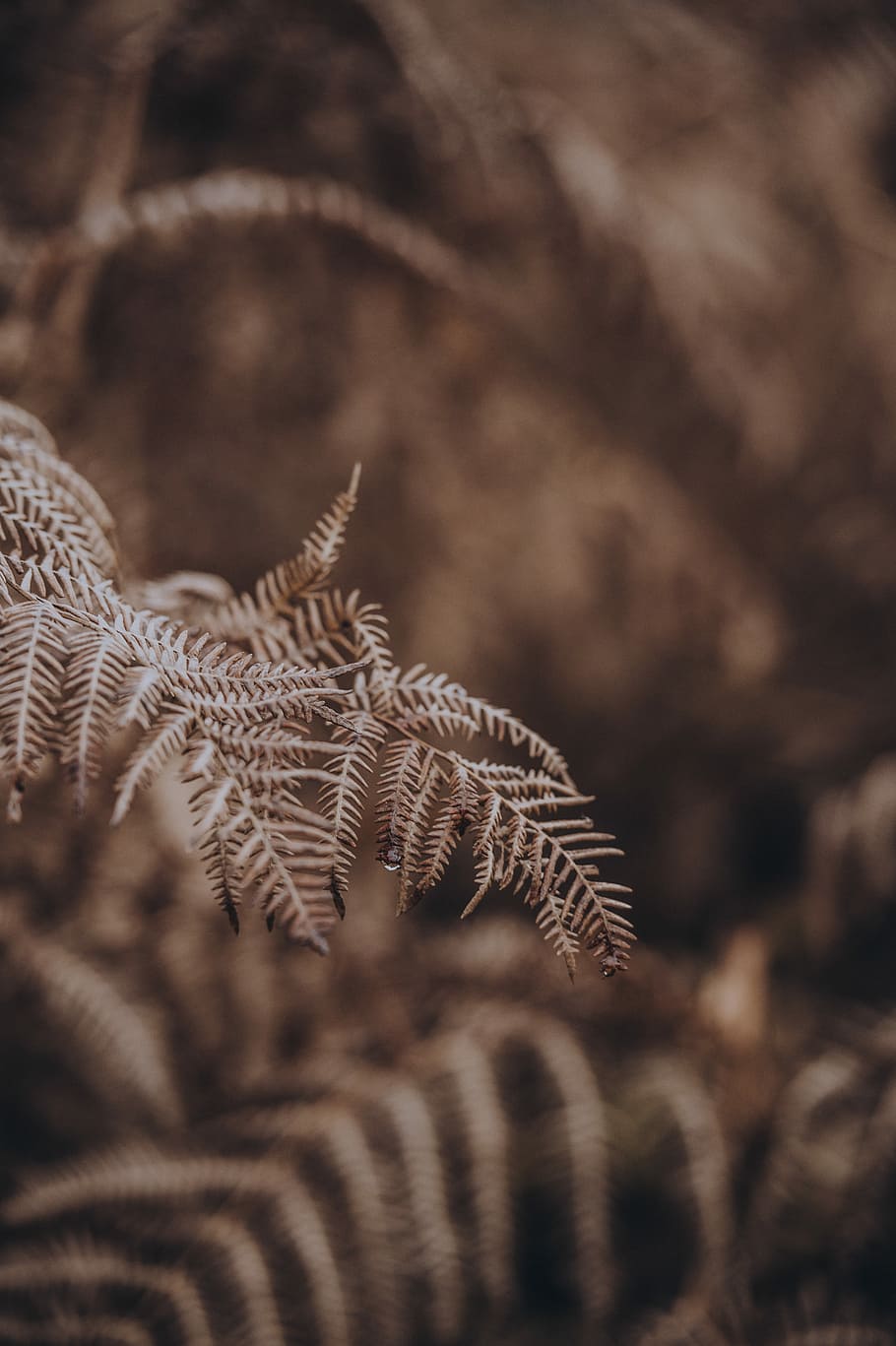 Dew dripping from fern, brown leaves in shallow focus shot, leaf HD wallpaper