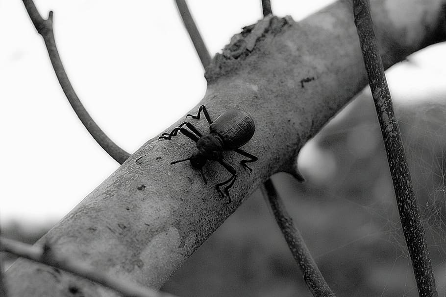 scarab, insect, forest, nature, tree, black and white, macro HD wallpaper
