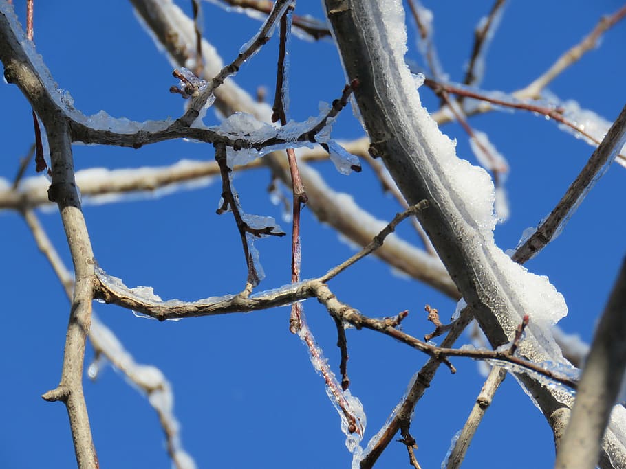 winter, snow, ice, linden tree, branches, ottawa, sky, plant HD wallpaper