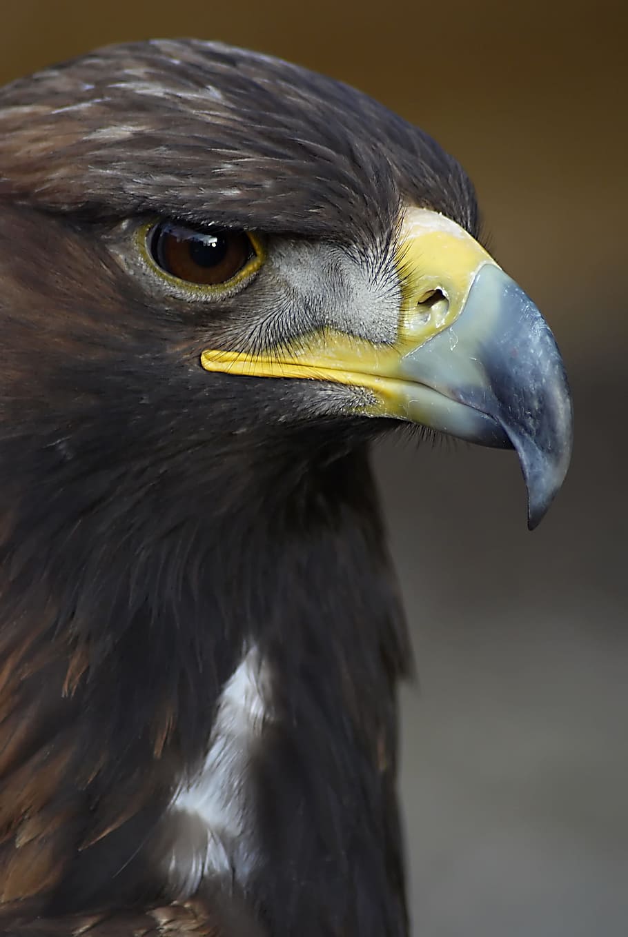 Eagle, Head, Bird, Beak, eagle - Bird, bird of Prey, animal HD wallpaper
