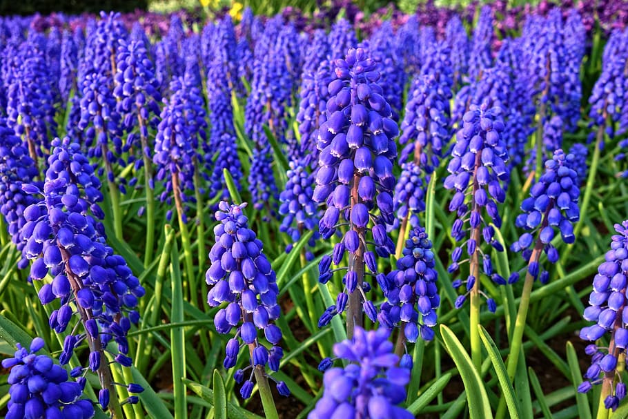 purple flowers, muscari, grape hyacinth, plant, bulbous, springtime, HD wallpaper