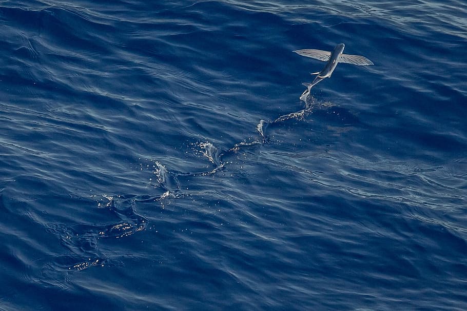 gray fish in body of water, photography of blue fish, ocean, flying fish HD wallpaper