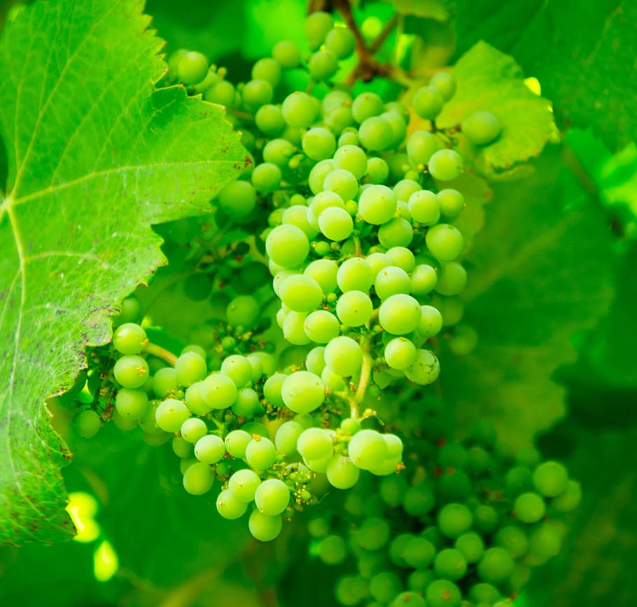 plant, fruits, grapes, green, growth, green color, food and drink HD wallpaper