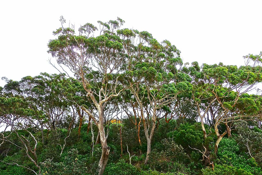green leafed trees, gumtree, eucalyptus, australia, nature HD wallpaper