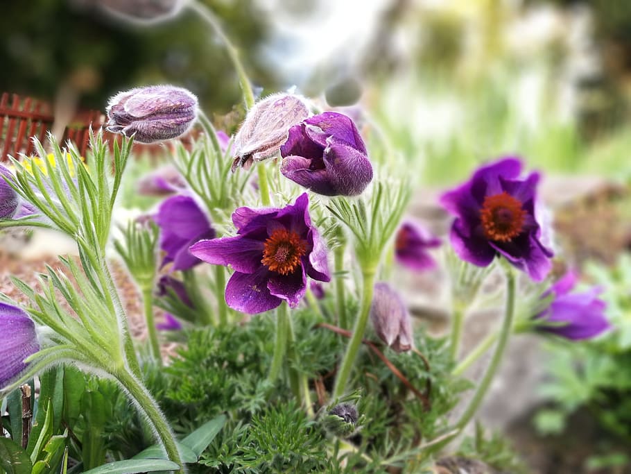 Flowers, Spring, Nature, 2, plant, purple, close-up, no People HD wallpaper