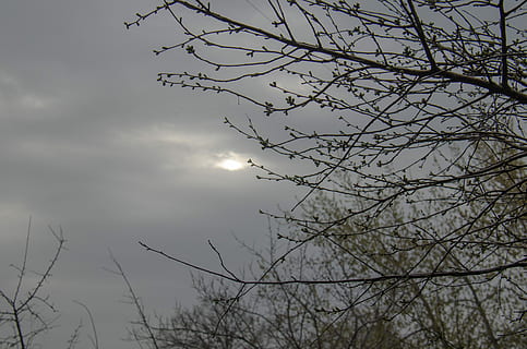 Twilight, Evening, Sky, Spring, april, branch, kidney, nature HD wallpaper