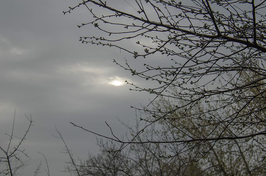 Twilight, Evening, Sky, Spring, april, branch, kidney, nature HD wallpaper