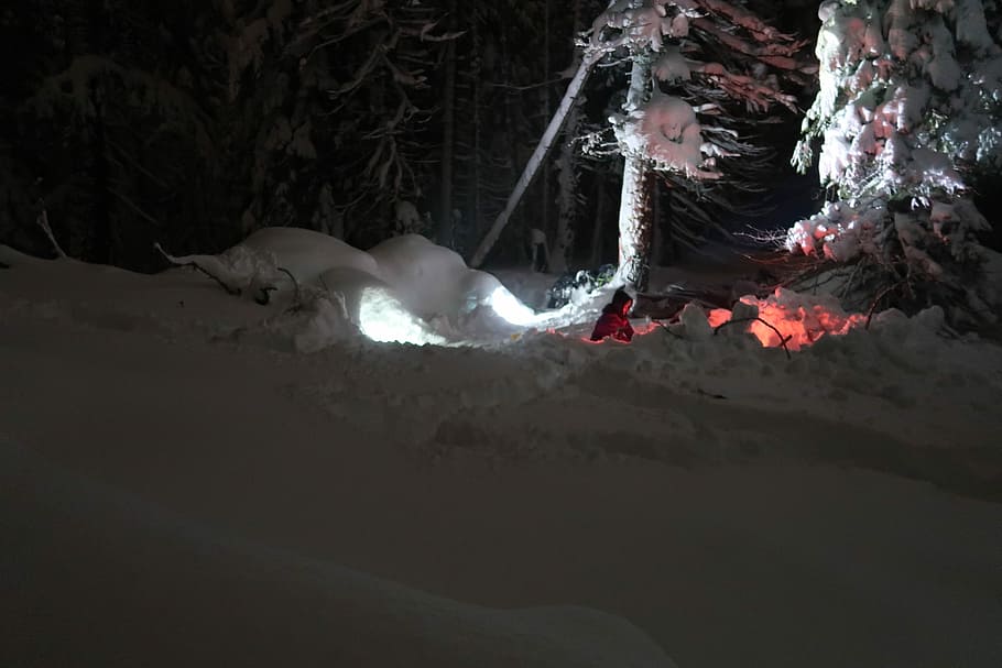 person bonfiring near tree covered by snow during nighttime, snow covered pine trees HD wallpaper