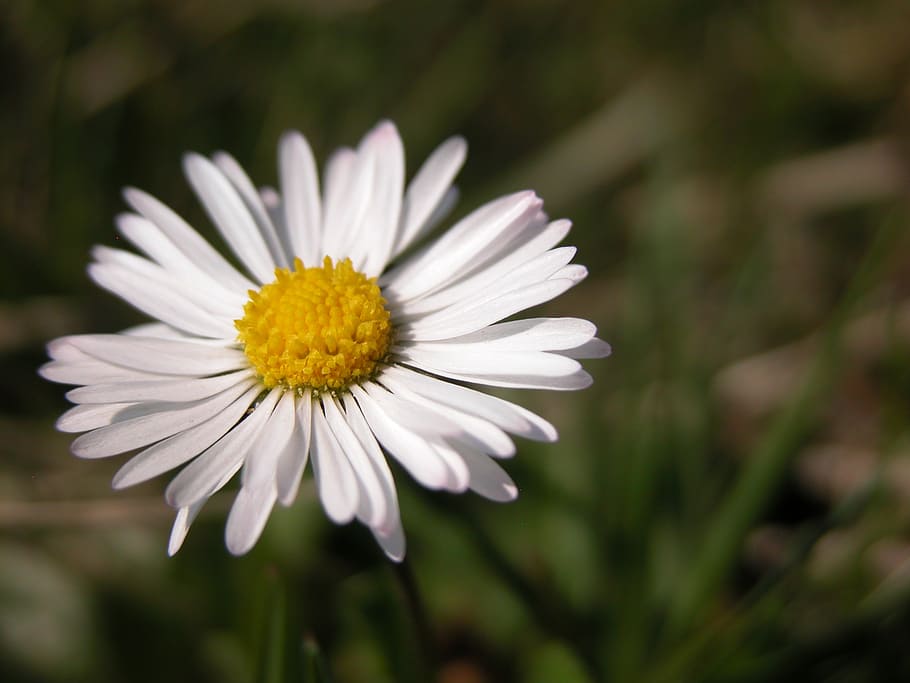 daisy, flower, spring, white, yellow, white flower, macro, flowers HD wallpaper