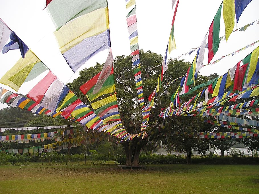 prayer flags, buddhism, lumpini, nepal, hanging, decoration, HD wallpaper