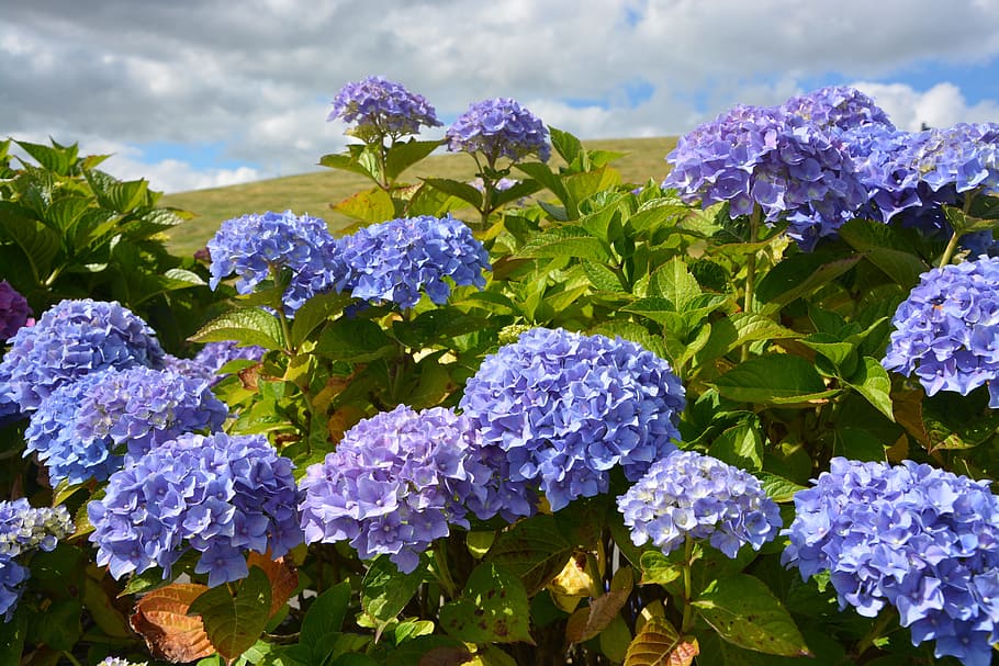 Hydrangeas, Purple, blue, flowering, garden, petals, nature HD wallpaper
