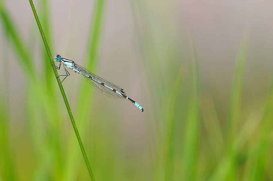 blue and black damselfly perched on green plant stem in closeup photo HD wallpaper
