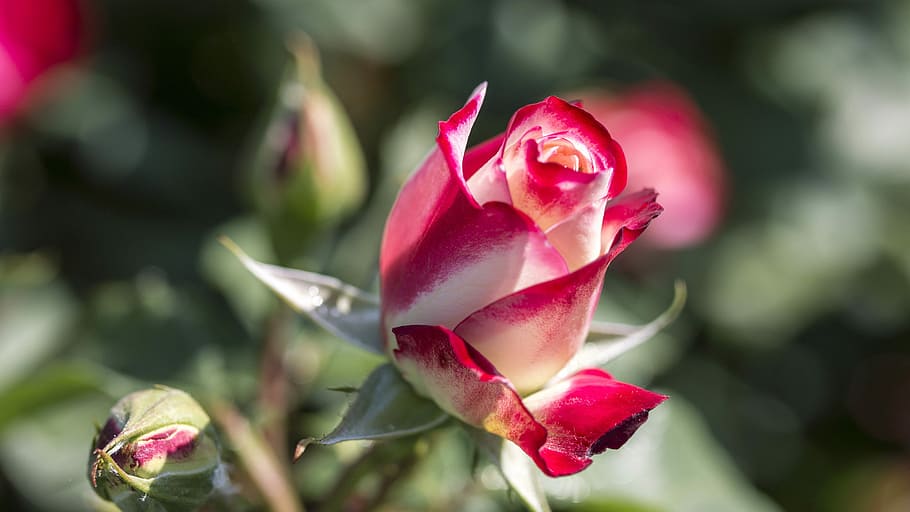 rose, red, white, flora, garden, nature, plant, flower, flowering plant HD wallpaper