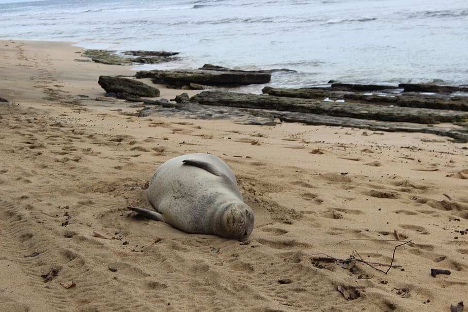 seal, hawaii, beached, land, sand, water, animal, animal wildlife HD wallpaper