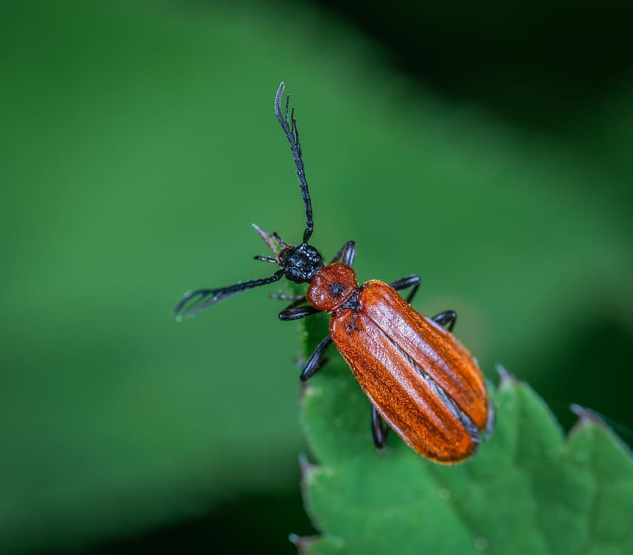 insect, macro, beetle, invertebrate, animal wildlife, animals in the wild HD wallpaper