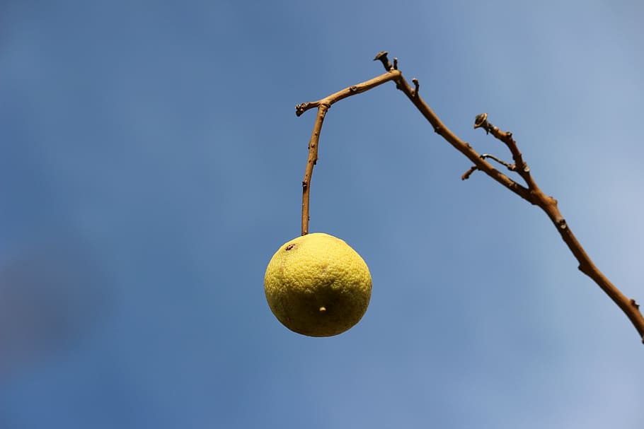 lemon, branch, sky, fruit, tree, healthy eating, food, plant HD wallpaper