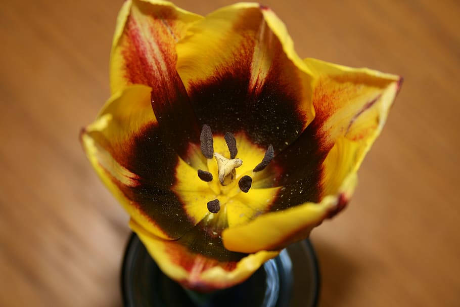 blossom, bloom, yellow, close, flower, flowering plant, close-up HD wallpaper