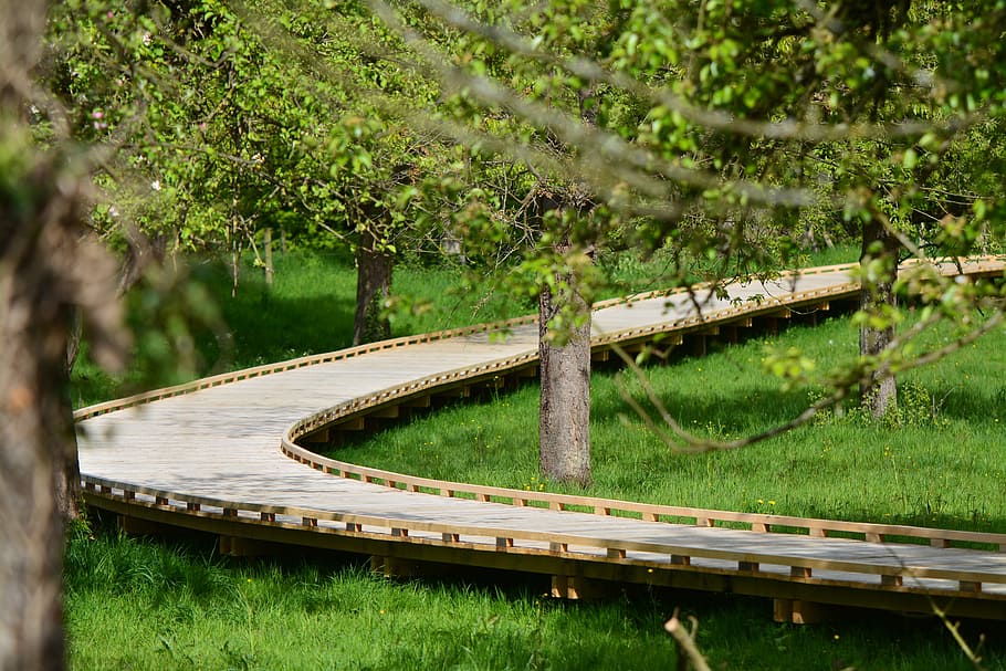 nature, landscape, walking path, bl, road, plant, tree, green color HD wallpaper