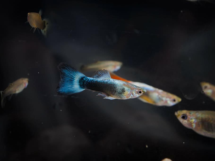 Fancy Blue Guppy fish aquarium fish Male Poecilia reticulata colorful  freshwater fish Stock Photo - Alamy